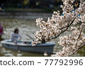 Cherry blossoms and boats 77792996