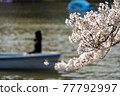 Cherry blossoms and boats 77792997