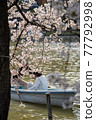 Cherry blossoms and boats 77792998