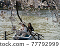 Cherry blossoms and boats 77792999
