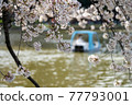 Cherry blossoms and boats 77793001