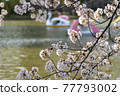 Cherry blossoms and boats 77793002