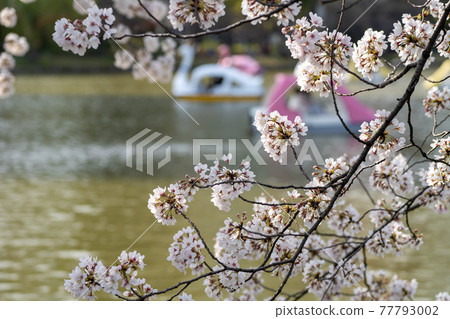 Cherry blossoms and boats Cherry blossoms and boats 77793002