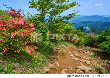 Mt. Tsukuba, Ibaraki Prefecture Azalea near the mountain trail of Tsutsujigaoka 650m 77793064