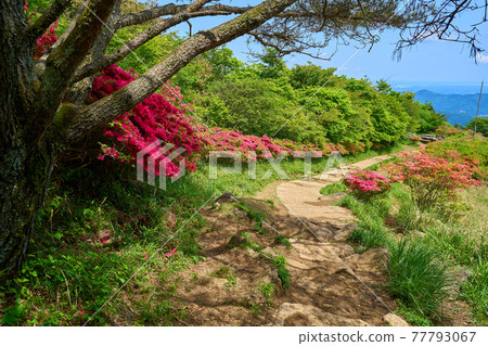 茨城縣筑波山筑波山築地丘山路東側附近的杜鵑花 茨城縣筑波山筑波山築地丘山路東側附近的杜鵑花 77793067