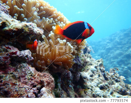海葵和海葵魚・沖繩海 海葵和海葵魚・沖繩海 77793574