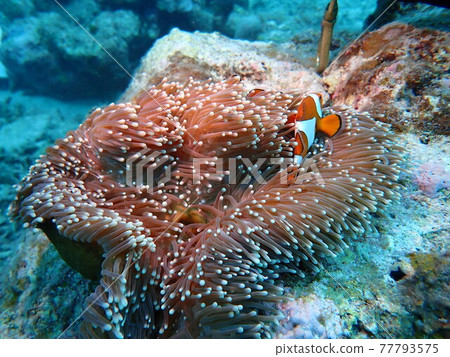 海葵和海葵魚,沖繩的海底 海葵和海葵魚,沖繩的海底 77793575
