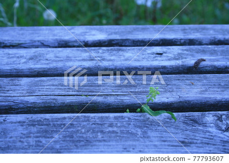 The grass that comes out of the gap on the bench The grass that comes out of the gap on the bench 77793607