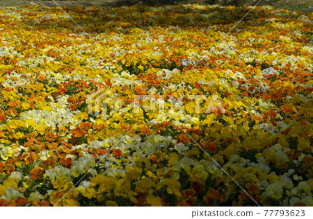 黃色和橙色中提琴花田 黃色和橙色中提琴花田 77793623
