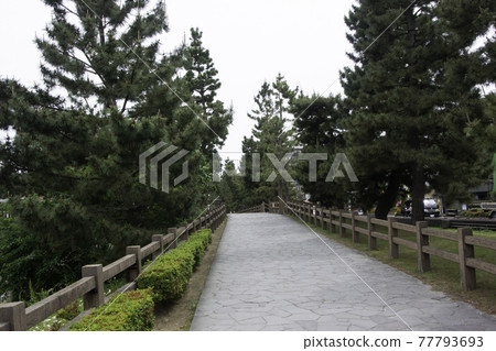 A row of pine trees in Soka Matsubara, Nikko Kaido A row of pine trees in Soka Matsubara, Nikko Kaido 77793693
