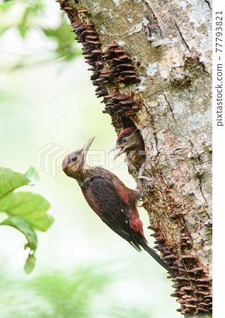 Okinawa woodpecker parent and child Okinawa woodpecker parent and child 77793821