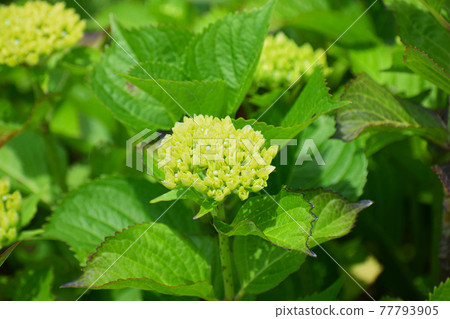 開花前的藍色繡球花 開花前的藍色繡球花 77793905