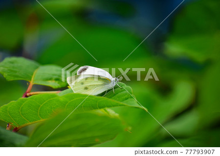 棲息在葉子上的捲心菜白蝴蝶 棲息在葉子上的捲心菜白蝴蝶 77793907