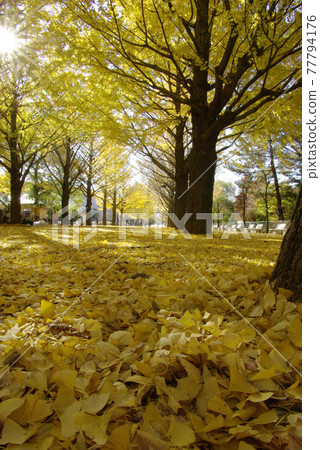 Tunnel scenery of ginkgo trees lined with golden autumn leaves Tunnel scenery of ginkgo trees lined with golden autumn leaves 77794176