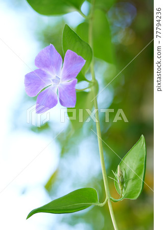 Flowers of Turnishitis Flowers of Turnishitis 77794236