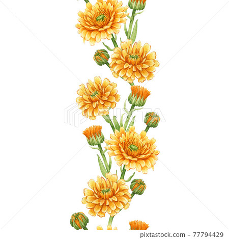 Calendula flower seamless border. Watercolor illustration. Yellow medical natural herb. Calendula officinalis plant border. White background. Natural healthy flower seamless decoration element Calendula flower seamless border. Watercolor illustration. Yellow medical natural herb. Calendula officinalis plant border. White background. Natural healthy flower seamless decoration element 77794429