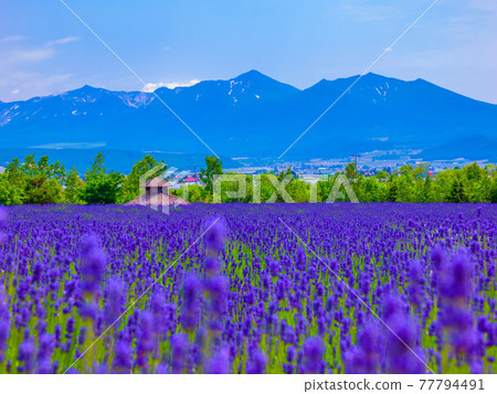 大雪山脈和薰衣草田 大雪山脈和薰衣草田 77794491