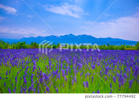 Daisetsu mountain range and lavender field 77794492