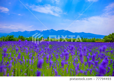 大雪山脈和薰衣草田 大雪山脈和薰衣草田 77794493