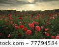 Poppies of Shimotsuma-shi Fureai Park 77794584