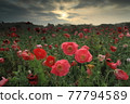 Poppies of Shimotsuma-shi Fureai Park 77794589