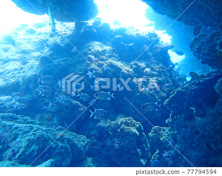 沖繩石垣島海底的魚群 77794594