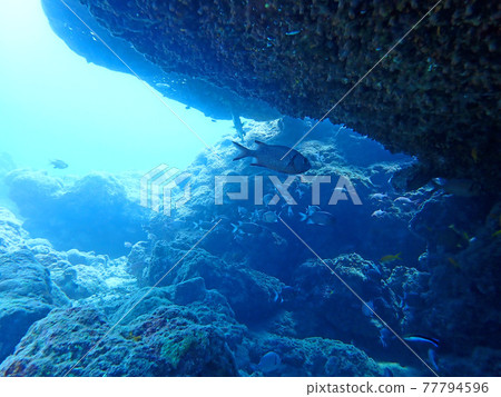 沖繩石垣島海底的魚群 沖繩石垣島海底的魚群 77794596