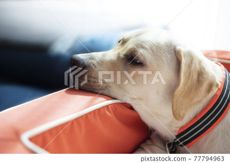 黃色拉布拉多獵犬,一隻睡在下巴上的狗 黃色拉布拉多獵犬,一隻睡在下巴上的狗 77794963