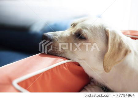 黃色拉布拉多獵犬，一隻睡在下巴上的狗 77794964