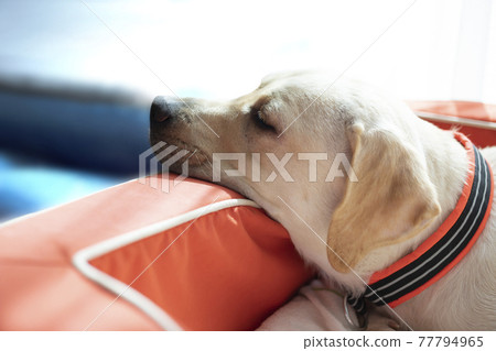 黃色拉布拉多獵犬，一隻睡在下巴上的狗 77794965
