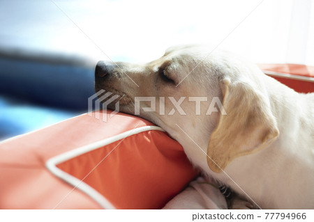 黃色拉布拉多獵犬,一隻睡在下巴上的狗 黃色拉布拉多獵犬,一隻睡在下巴上的狗 77794966