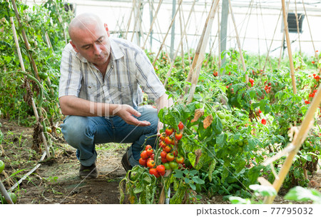 Farmer checking tomato plants 77795032