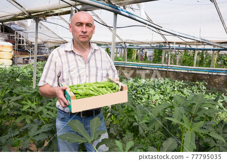 Man professional gardener holding crate with okra in greenhouse Man professional gardener holding crate with okra in greenhouse 77795035