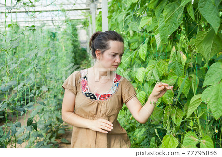 Serious female horticulturist standing near pea and soy seedlings 77795036