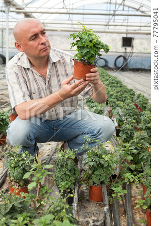 Farmer checking tomato plants Farmer checking tomato plants 77795041