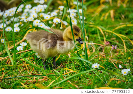 Canada goose goslings 77795333