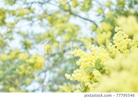 含羞草花 77795546