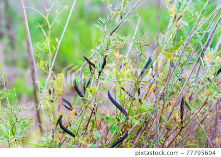 Vetch that turned black in early summer 77795604