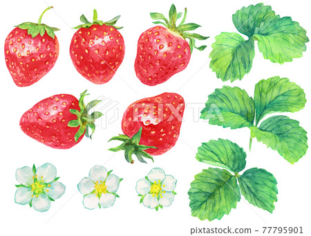 Watercolor strawberry fruit, flowers and leaves_material Watercolor strawberry fruit, flowers and leaves_material 77795901