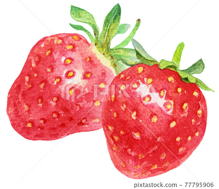 Two watercolor strawberries Two watercolor strawberries 77795906