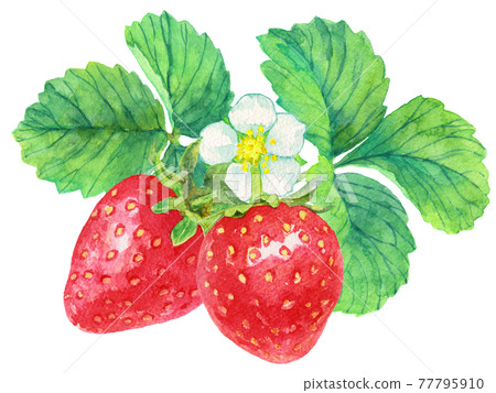 兩個水彩草莓、葉子和花 77795910