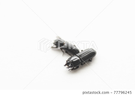 硫磺鍬蟲白色背景昆蟲鍬蟲鍬蟲 77796245