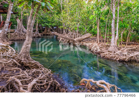 Mangrove and crystal clear water stream canal at Tha Pom Klong Song Nam mangrove wetland, Krabi, Thailand Mangrove and crystal clear water stream canal at Tha Pom Klong Song Nam mangrove wetland, Krabi, Thailand 77796466
