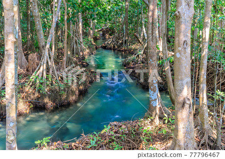 Mangrove and crystal clear water stream canal at Tha Pom Klong Song Nam mangrove wetland, Krabi, Thailand Mangrove and crystal clear water stream canal at Tha Pom Klong Song Nam mangrove wetland, Krabi, Thailand 77796467