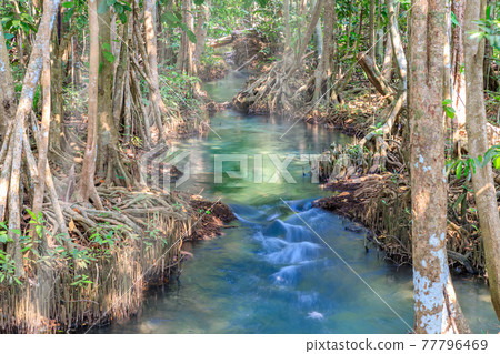 Mangrove and crystal clear water stream canal at Tha Pom Klong Song Nam mangrove wetland, Krabi, Thailand Mangrove and crystal clear water stream canal at Tha Pom Klong Song Nam mangrove wetland, Krabi, Thailand 77796469