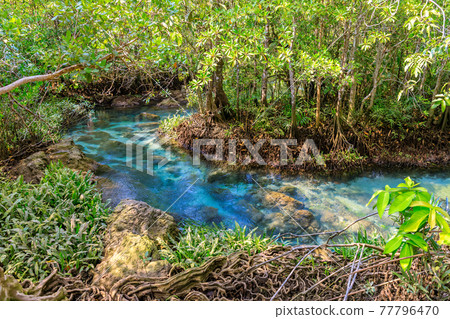Mangrove and crystal clear water stream canal at Tha Pom Klong Song Nam mangrove wetland, Krabi, Thailand Mangrove and crystal clear water stream canal at Tha Pom Klong Song Nam mangrove wetland, Krabi, Thailand 77796470