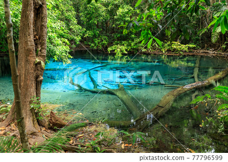 Blue Pool, turquoise crystal clear spring in middle of forest, Krabi, Thailand 77796599
