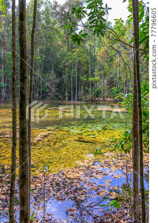 Beautiful crystal clear Glass Pool near Emerald Pool in National Park, Krabi, Thailand Beautiful crystal clear Glass Pool near Emerald Pool in National Park, Krabi, Thailand 77796605