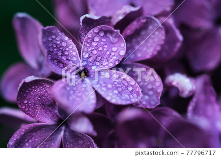 Lilac flowers macro Lilac flowers macro 77796717