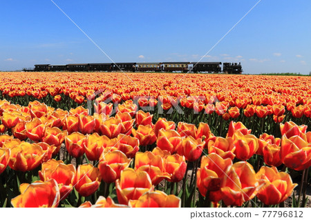 World landscape netherlands 77796812